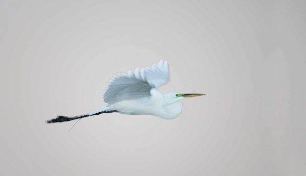 FL, South Venice Flying great egret in flight